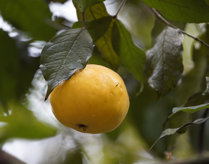 Acercamiento a fruta de Arazá en su árbol