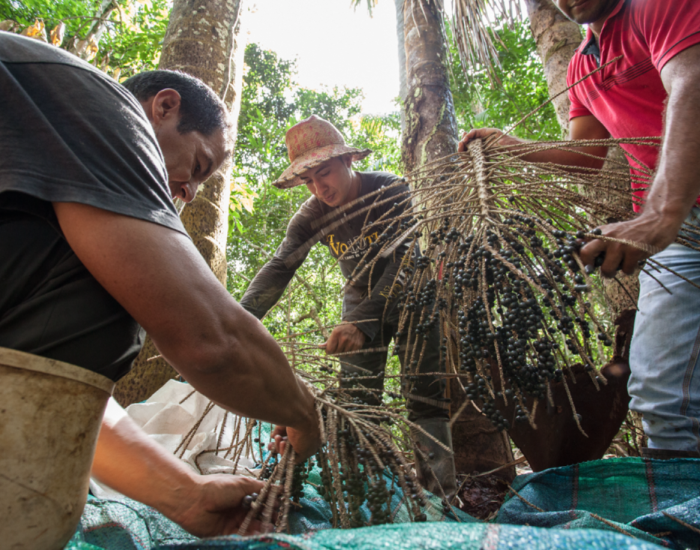 Indigenous communities harvesting Açaí