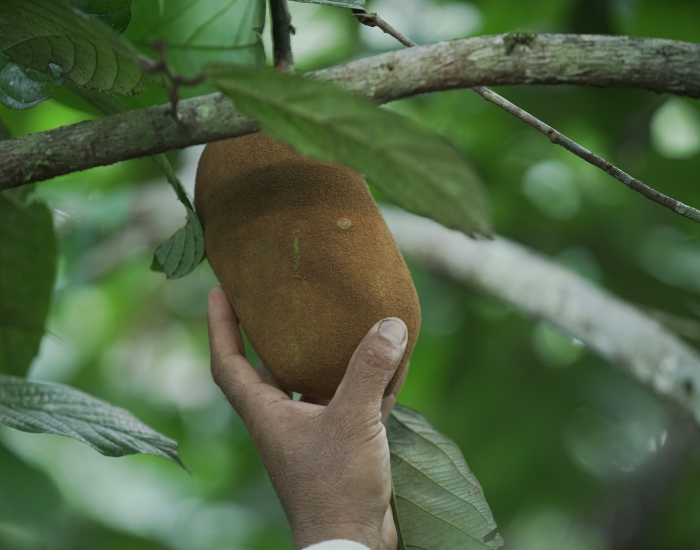 Copoazú recogido del árbol