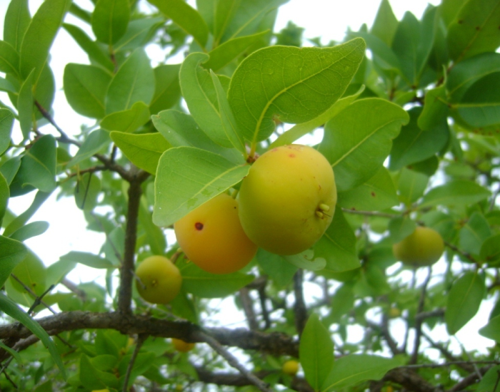 Acercamiento al fruto del arazá