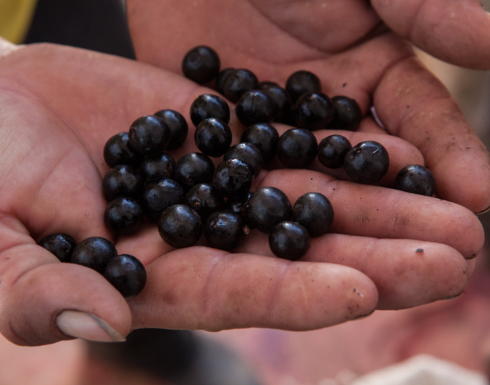 Acai en las manos