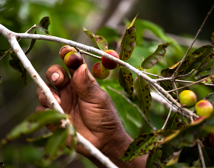 Picked up Camu Camu