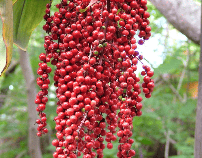 Corozo fruit on a tree